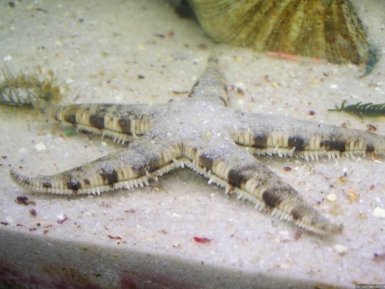 Archaster angulatus