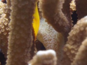 Gelege von Gobiodon okinawae