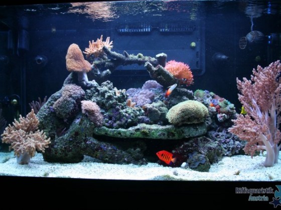 my Tank!