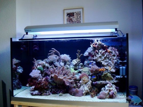 Mein neues Aquarium 330 Liter