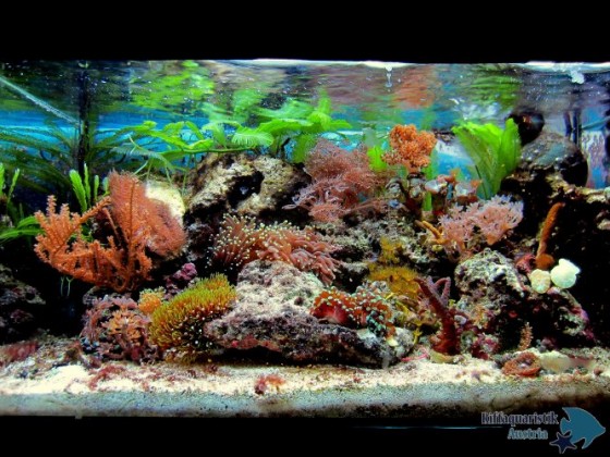 Aquarium 27 Liter Mai 2014 - 1