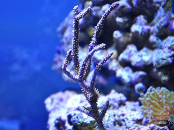 DSC_0033.JPG