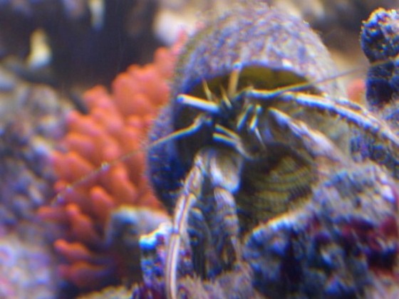 Einsieldler + Anemone