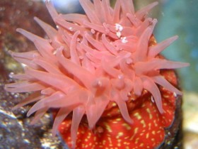 Actinia fragacea