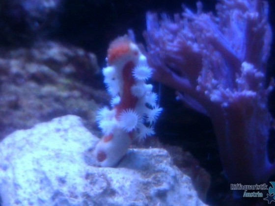 IMAG0082.jpg
