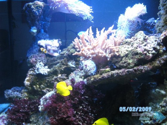 Mein Aquarium