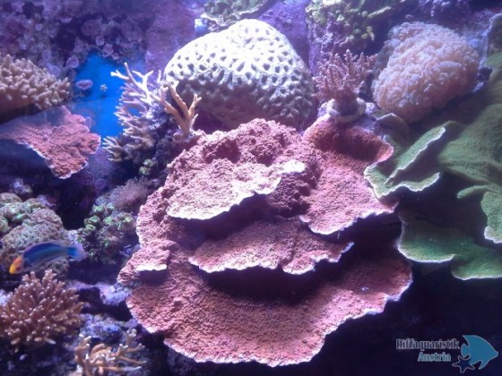 Purgis Aquarium