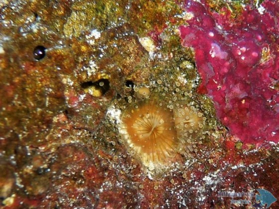 Korallenanemone?