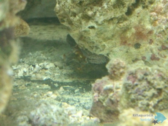 Porzellankrabbe