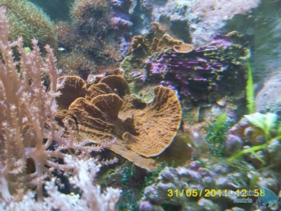 Montipora