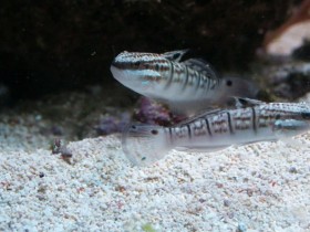 Amblygobius phalaena Pärchen