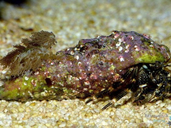 anemone auf einsiedler.JPG