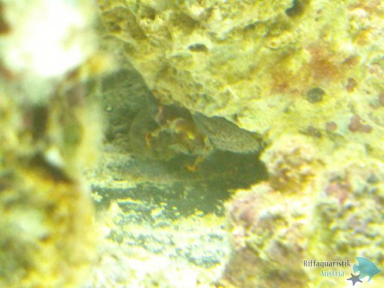 Porzellankrabbe