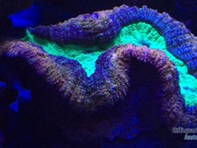 Lobophyllia Rainbow