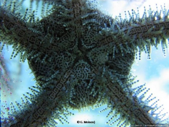 Ophiomastix annulosa