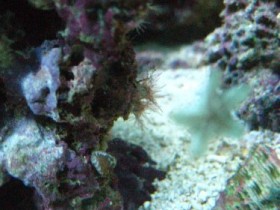 anemone unbekannt