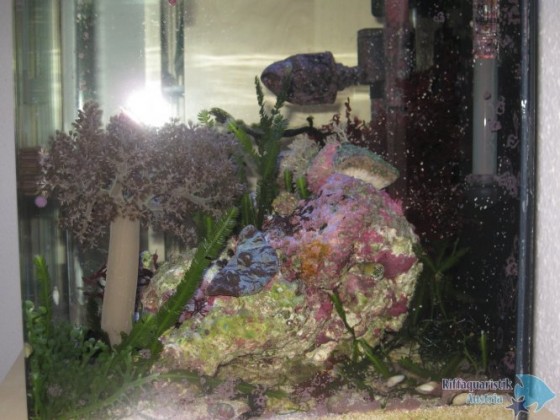 Aquarium14.12.12 021.JPG