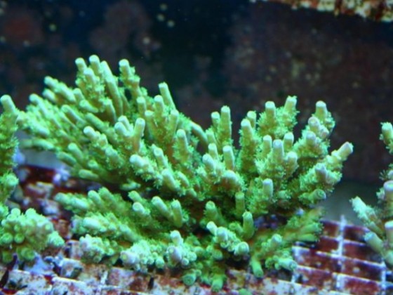 ACROPORA