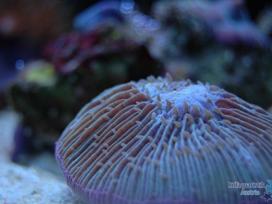 Fungia
