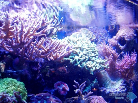 Okt 2011 11.jpg
