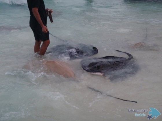 Rochenfütterung auf Reethi Beach