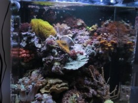 Dennerle 60l
