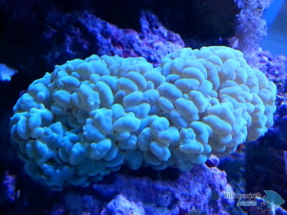 2015-02-07 10.09.26_resized.png