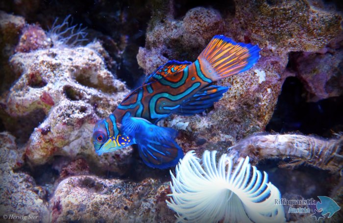 Synchiropus splendidus - Mandarinfisch-Leierfisch