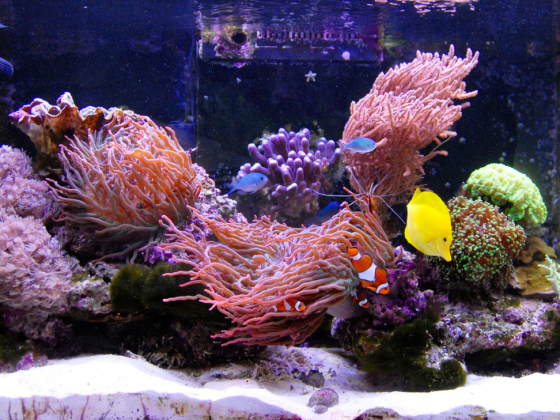 Red Sea Reefer 250 mit Algenrefugium