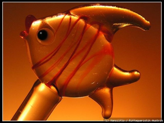 Kennt jemand diesen Fisch?