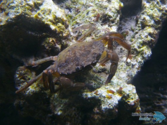 Carcinus maenas