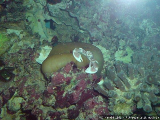 Anemonenkrabbe
