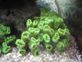 Caulastrea neon