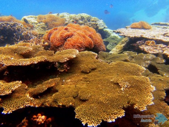 Koh Tao 2010