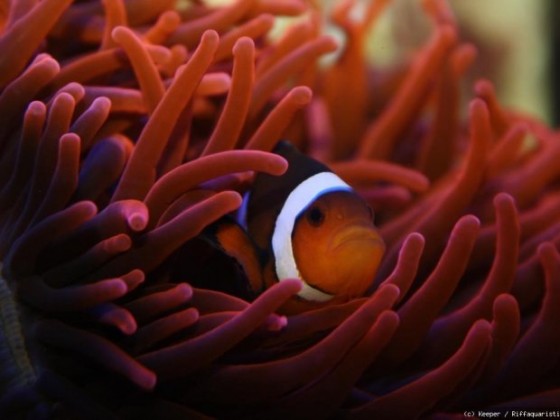 Entacmaea Quadricolor + Amphiprion ocellaris