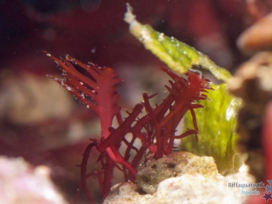 Gelidium sp.