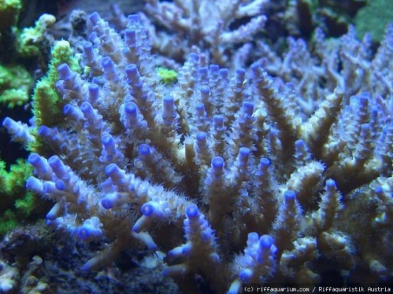 Acropora tenius