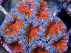 acans_4.jpg