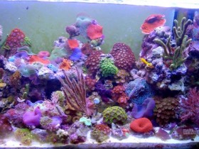Mein 112 l  Aquarium