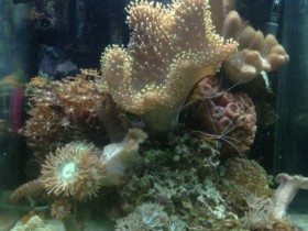 Nano 30 Liter