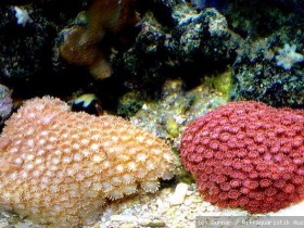 Goniopora