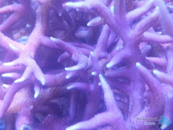 Detailfoto Hystrix