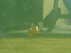 Nemo