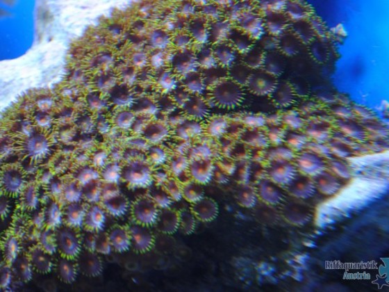 Krustenanemone2.JPG