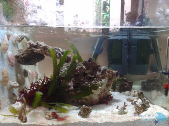 Nano Becken in Aqua-Terra