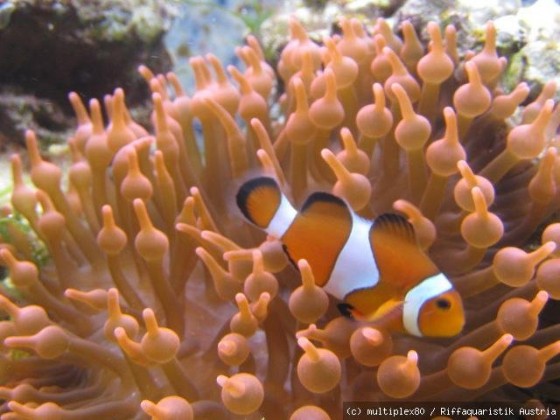 clownfisch