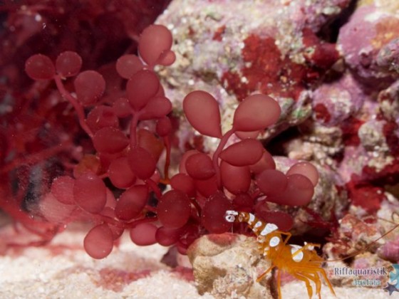 Botryocladia leptopoda