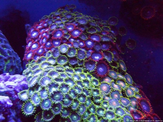 Zoanthus2