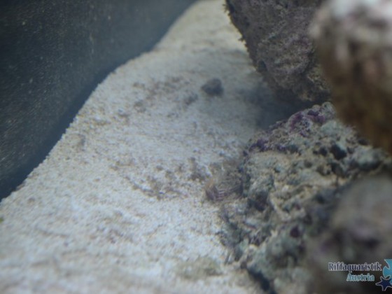 Romans Nano 60L