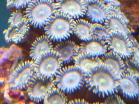 Krustenanemone